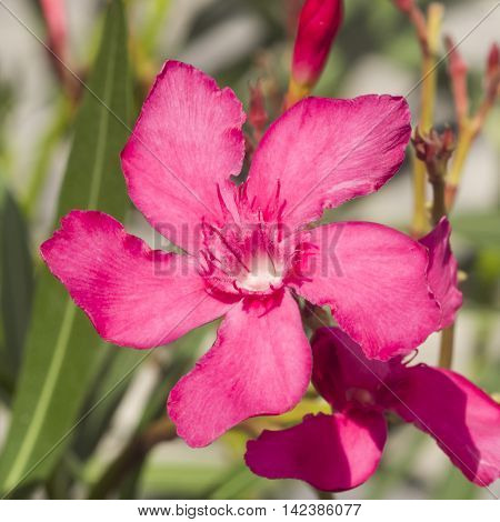 Red flowers of Nerium Oleander on shrub macro selective focus shallow DOF