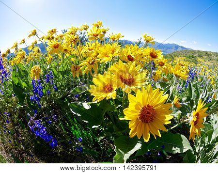 Bright sun flowers in meadows. Patterson Mountain in North Cascades National Park near Winthrop Washington.