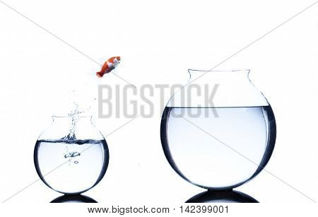 goldfish jumping from small to bigger bowl isolated on white background