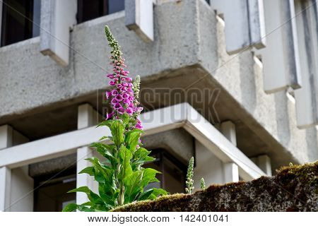 Pink flowers and concrete wall. Digitalis (Purple Foxgloves) at Simon Fraser University British Columbia Canada.