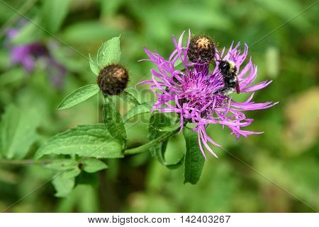 Centaurea Jacea Flower With Bumblebee