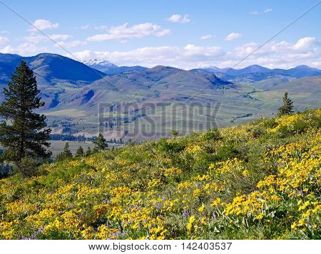 Meadows with yellow flowers and mountains. Balsam root blooming in Patterson Mountain near Winthrop Washington USA.