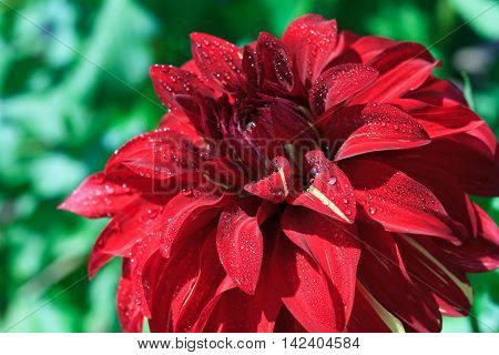 Macro of a red dahlia - cultivar Bohemian Spartacus