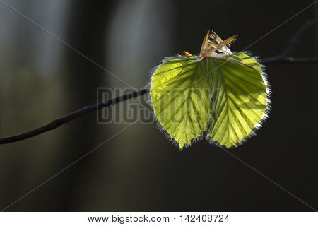 New beech leaves, backlit against a dark background