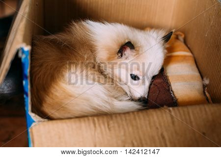 The Small Size Mongrel Mixed Breed Long-Haired White And Red Adult Dog With Prick-Ears Lying Curled Up On Underlay In Cardboard Box