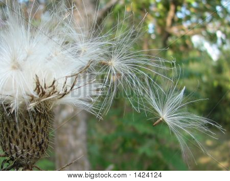 Готовы идти