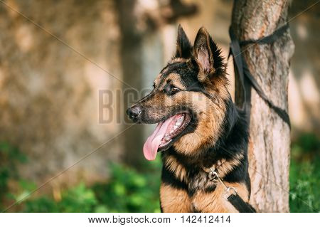 The Portrait Of Staring Medium Size Mongrel Mixed Breed Long-Haired Black And Red Adult Dog With Prick-Ears, Opened Jaws, Tongue, Teeth Tied To The Tree. Copyspace.