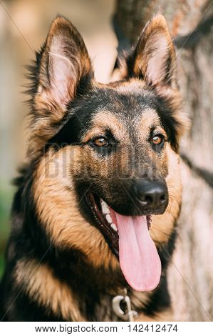 The Portrait Of Gazing Medium Size Mongrel Mixed Breed Long-Haired Black And Red Adult Dog With Prick-Ears, Opened Jaws, Tongue, Teeth.