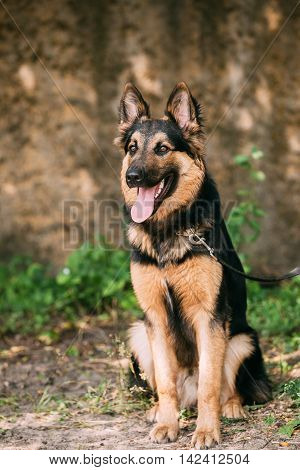The Staring Medium Size Mongrel Mixed Breed Long-Haired Black And Red Adult Dog With Prick-Ears, Opened Jaws, Sitting On Sand.