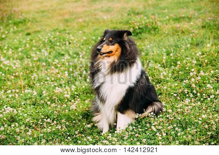 The Tricolor Rough Collie, Scottish Collie, Long-Haired Collie, English Collie, Lassie Adult Dog Sitting On The Clover Glade.