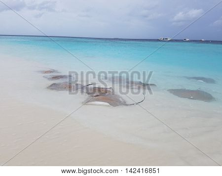 Stingrays on the beach of Maldives Islands