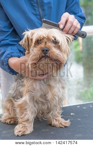 Grooming Yorkshire terrier by comb. Dog is sitting on the grooming table and is looking at the camera.