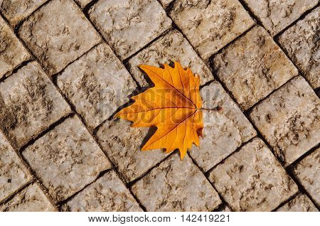 Autumn golden orange maple laef lying on the city cobblestone, autumn vintage hipster seasonal background