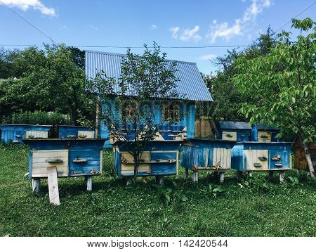 against the blue sky and the blue wooden house apiary in the green forest