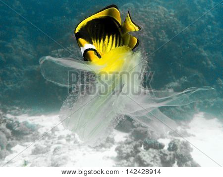 Butterfly-fish eating a jellyfish in tropical sea.