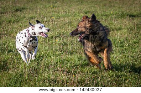 Dalmation And Alsatian Running In Field