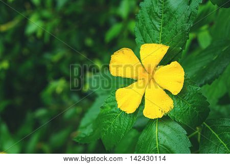 bruised yellow flower with drop of rain in raining day.
