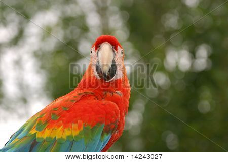 RØD OG GRØN MACAW