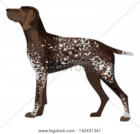 German short haired pointer, detailed with spotty brown color, isolated on white, vector illustration