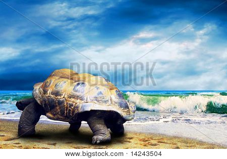 Velká želva na pláži tropických oceánů