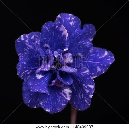 Beautiful blue violet flower over black background