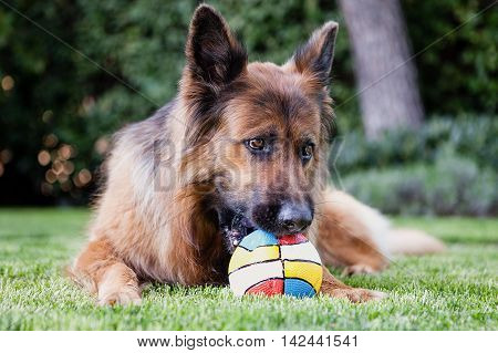 German shepherd in the garden playing with a ball.