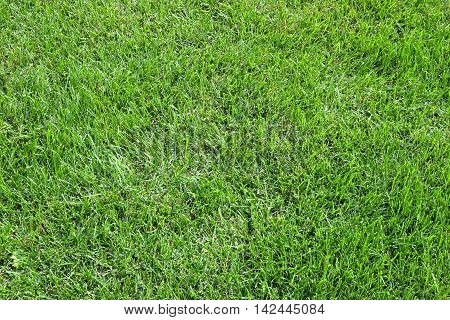Green grass carpet as background in summer day close up horizontal view