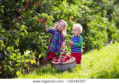 Child picking apples on a farm in autumn. Little girl and boy playing in apple tree orchard. Kids pick fruit in a basket. Toddler eating fruits at harvest. Outdoor fun for children. Healthy nutrition.