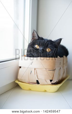 a funny cat sits in a basket in place of fruit on a window