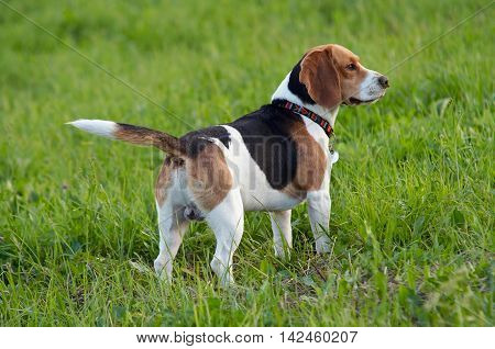 Image of the English Beagle on the meadow