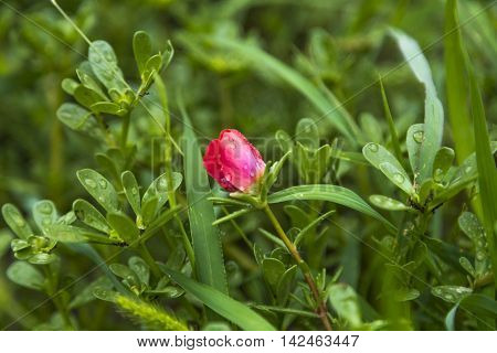 Small Red Flower