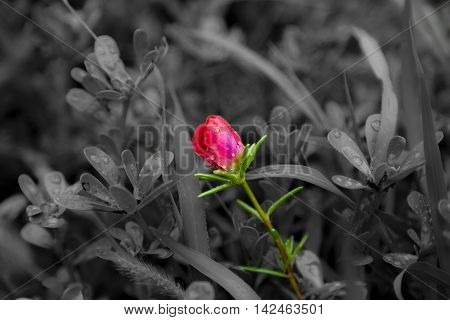 Small Red Flower