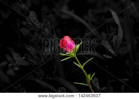 Small Red Flower