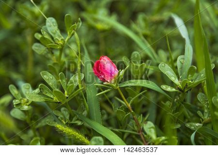 Small Red Flower