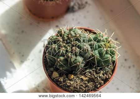 The cactus Gymnocalycium grows in a flower pot.