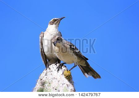 Galapagos Mockingbirds Sitting On A Cactus, Genovesa Island, Galapagos National Park, Ecuador