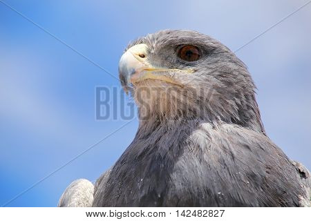 Black-chested buzzard-eagle (Geranoaetus melanoleucus) at the market in Maca Colca Canyon Peru.
