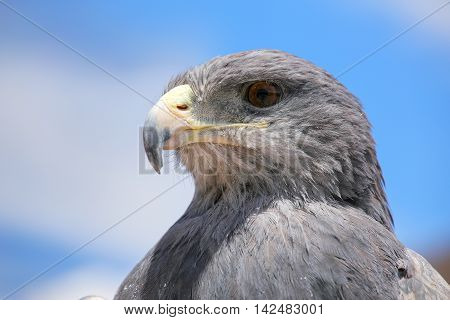 Black-chested Buzzard-eagle At The Market In Maca, Colca Canyon, Peru