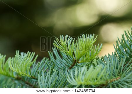 Red fir (Abies magnifica) branches with fresh green growth with a blurred background