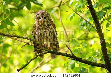 Barred Owl (strix Varia) Sitting On A Tree