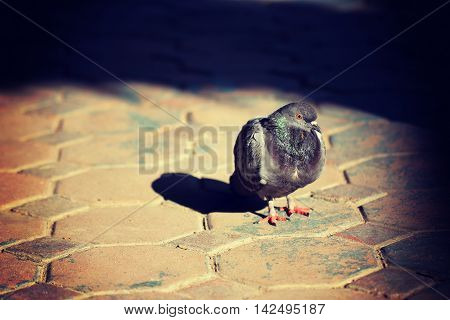 Lonely pigeon standing on the pavement Axminster background.