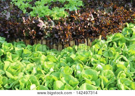 Oakleaf lettuce corrugated lettuce on entire background