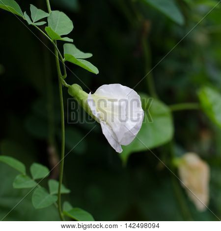 White butterfly pea Clitoria ternatea blooming on vine