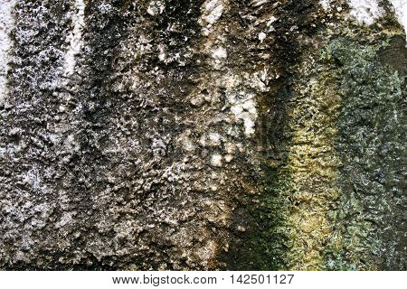 Close up of lichen on the rocks. (Rock Texture)
