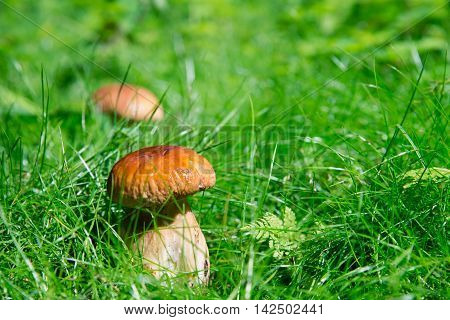small mushrooms in the afternoon on the green grass