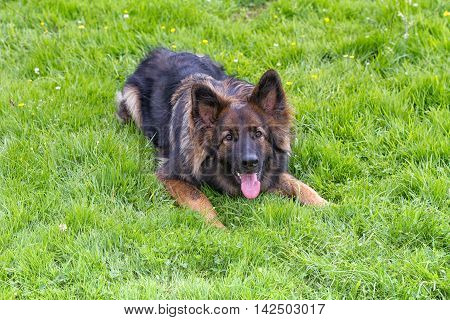 Playful German Shepherd Dog laid on grass wanting to start a game