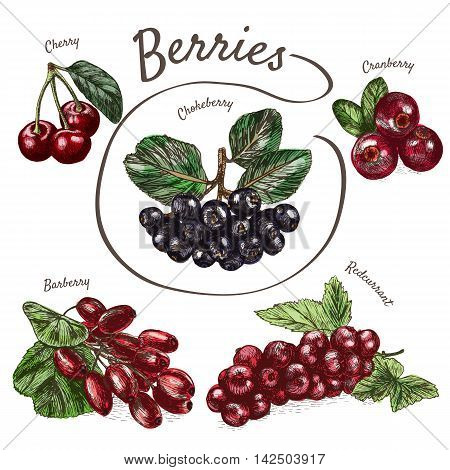 Vector illustration colorful set with berries. Various kinds of berries on white background
