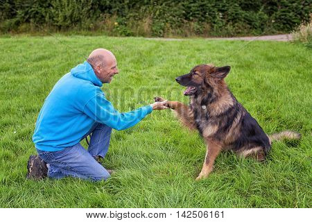 German Shepherd Dog shaking this owners hand. They are outside on grass doing training.