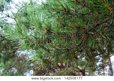 Pine branches close up on a forest background.