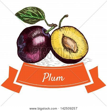 Vector illustration colorful set with plum. Illustration of fruits